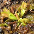 Dionaea muscipula sawtooth