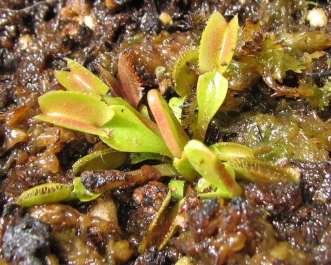 Dionaea muscipula sawtooth