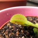 Dionaea muscipula dentate