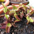Dionaea muscipula royal red