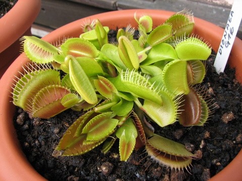 Dionaea muscipula G16