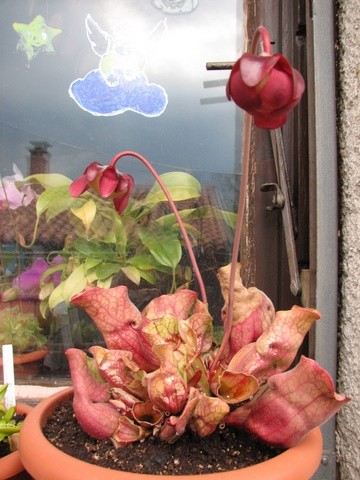 Sarracenia purpurea venosa