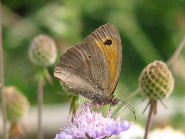 Žuželke, makro - foto