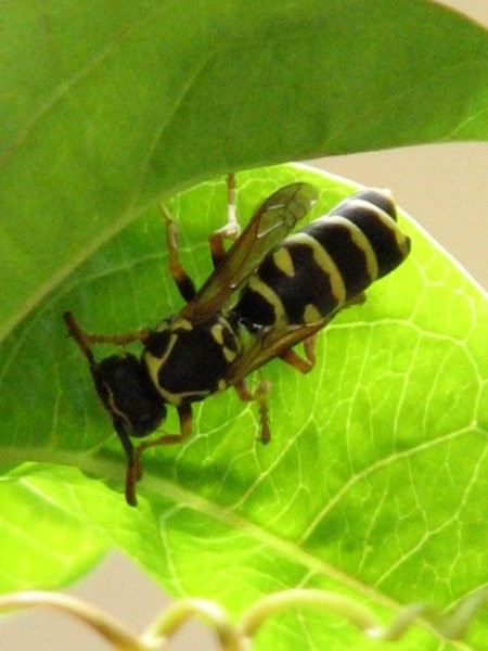 Žuželke, makro - foto povečava