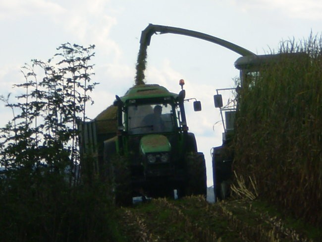 Siliranje 2007 - foto povečava