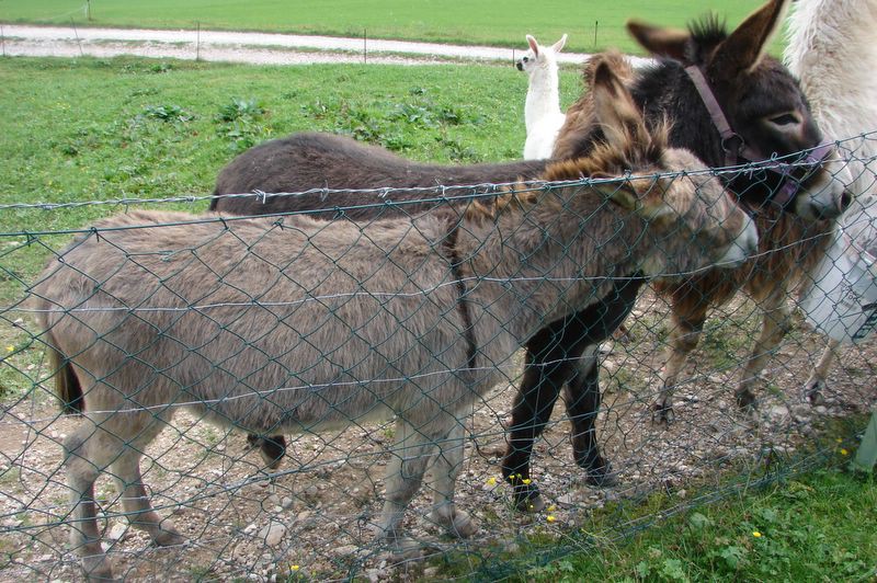 Stegovnik 09 - foto povečava