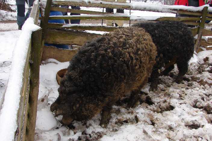 Goričko 2010 - foto povečava