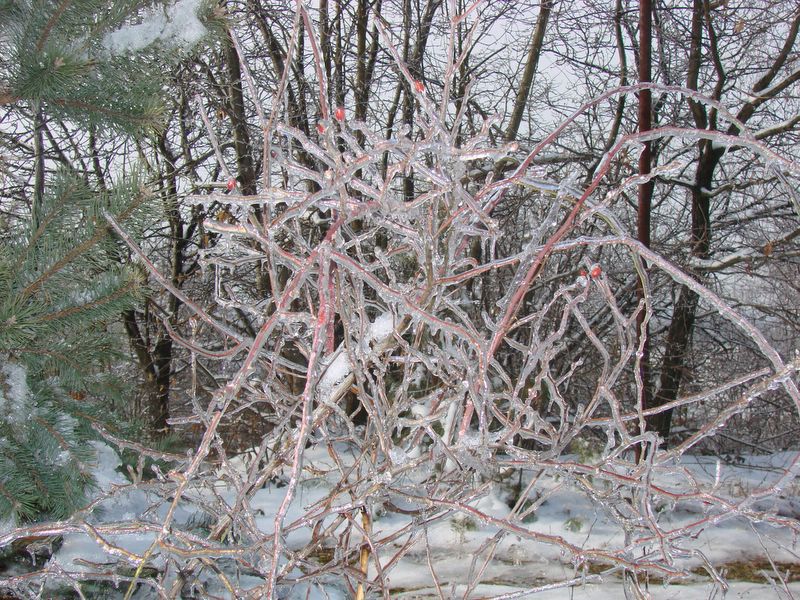 Goričko 2010 - foto povečava