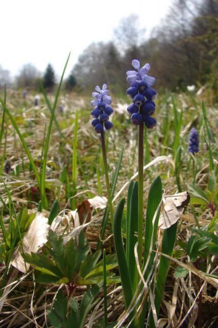 Krk-Učka 2010 - foto