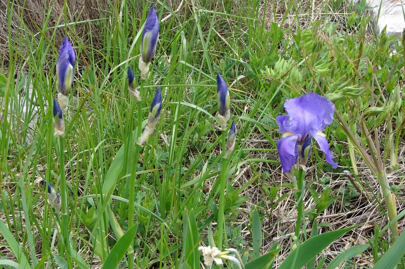 Kraški rob - maj 2010 - foto povečava