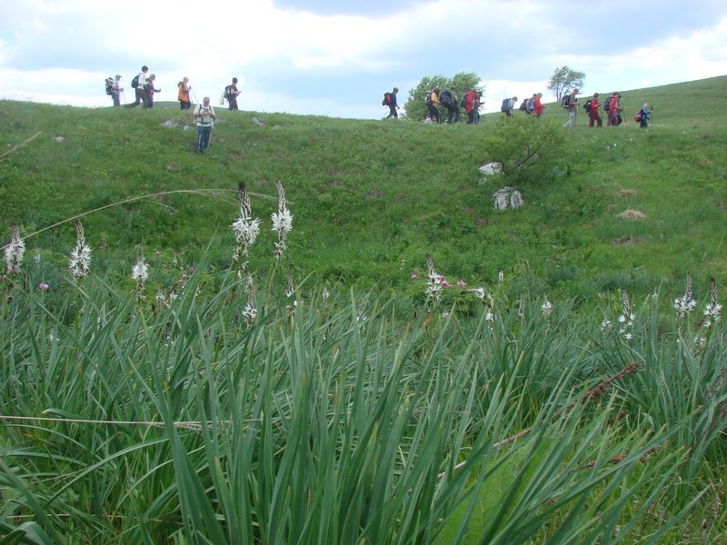 Kraški rob - maj 2010 - foto povečava