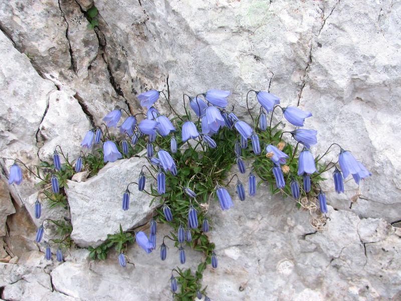 Cjajnik_julij_2010 - foto povečava