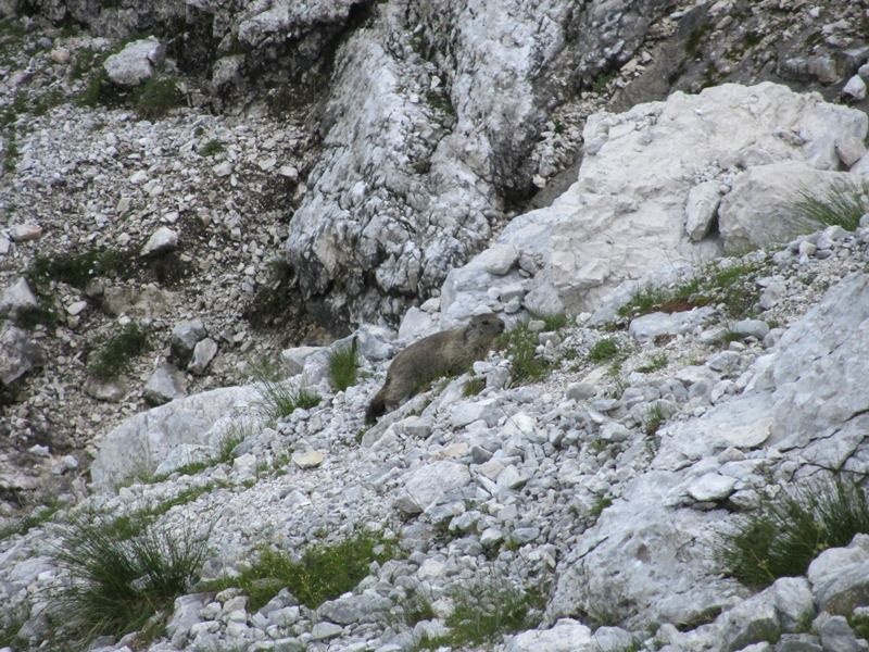 Vrbanove špice-Triglav-Rjavina 2011 - foto povečava