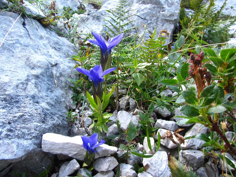 Vrbanove špice-Triglav-Rjavina 2011 - foto povečava