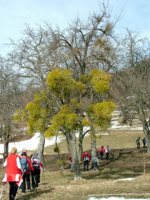 Sava-zasavska sv. gora-vače (feb.2012) - foto