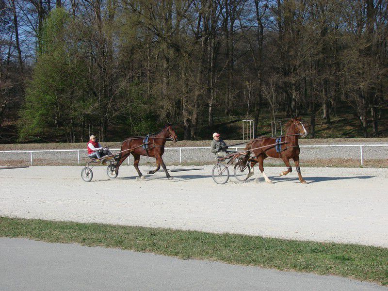 Srečanje predšolskih otrok polena (mar.2012) - foto povečava