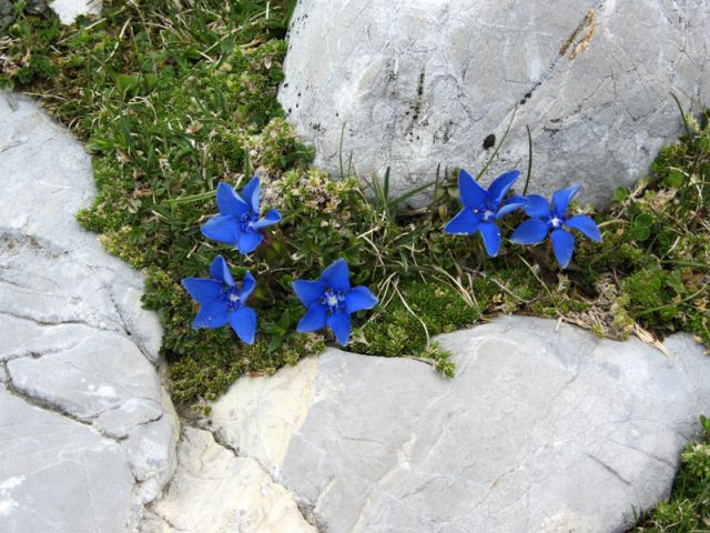 Begunjščica-Palec-Zelenjak (maj.2012) - foto