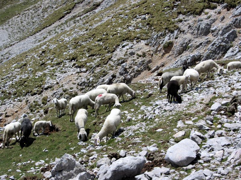 Begunjščica-Palec-Zelenjak (maj.2012) - foto povečava