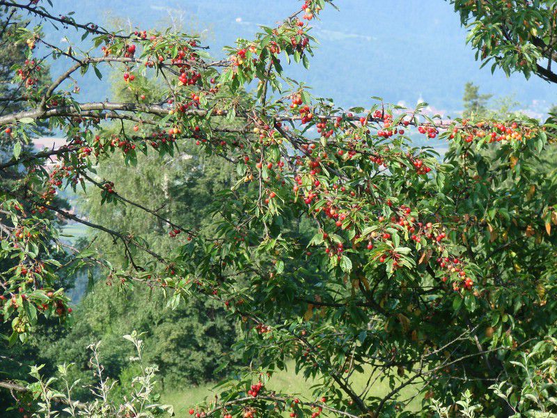 žavcarjev vrh (junij. 2012) - foto povečava