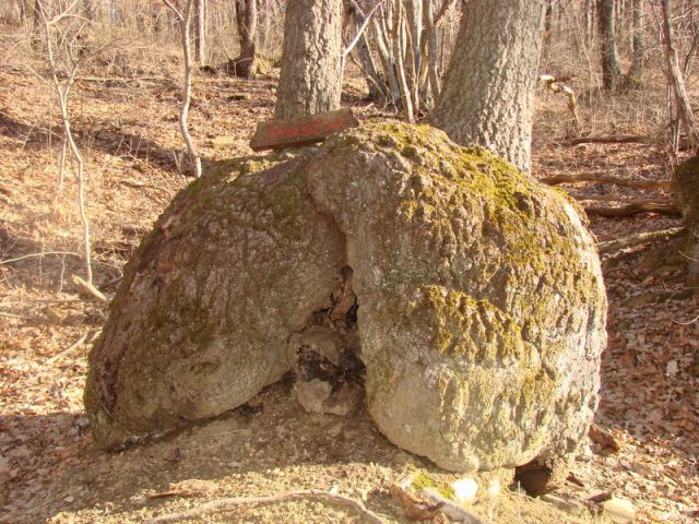 Ob dnevu žena Istra (mar.2013) + ogledna t. - foto