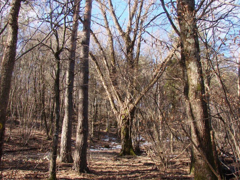 Ob dnevu žena Istra (mar.2013) + ogledna t. - foto povečava