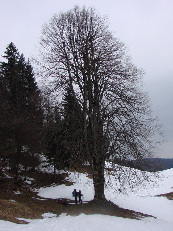 Sivka - Polhograjsko hribovje (mar.2013) - foto povečava