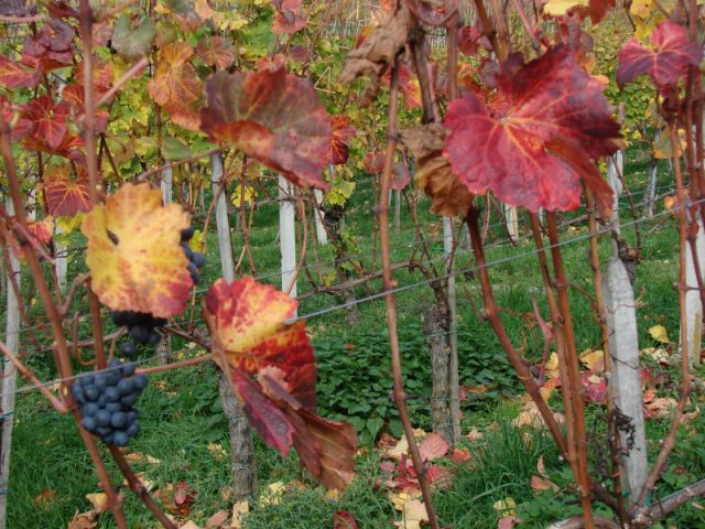 Svečinska pot in ogledna t. (nov.2013) - foto