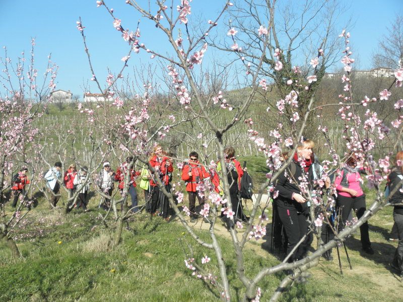 Goriška brda + ogledna t. (mar.2014) - foto povečava