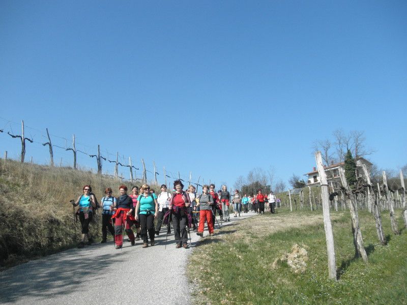 Goriška brda + ogledna t. (mar.2014) - foto povečava