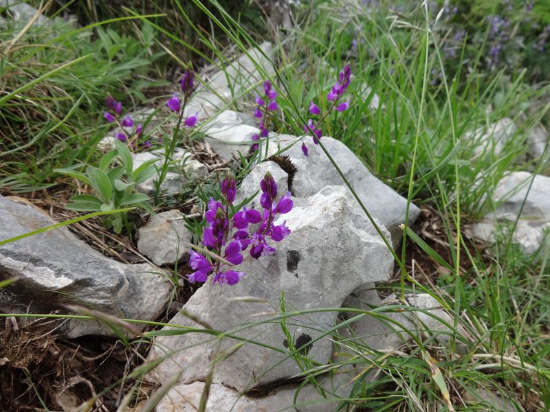 Novi Vinodolski - Crikvenica 27.4.2014 - foto povečava