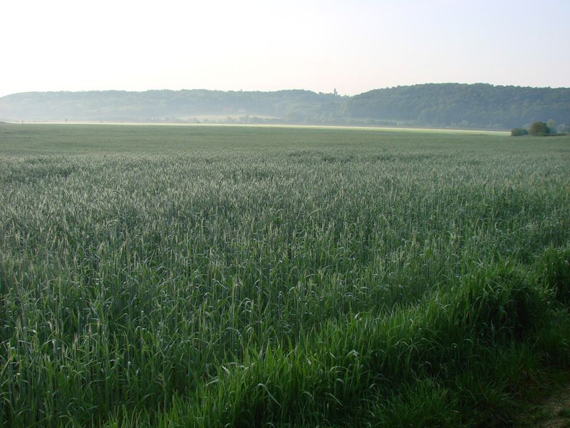 Zavrh 1. majski pohod (maj 2014) - foto povečava