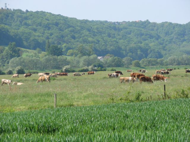 Zavrh 1. majski pohod (maj 2014) - foto