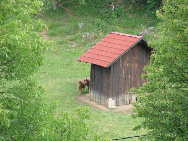 Rifnik-resevna (jun. 2014) - foto