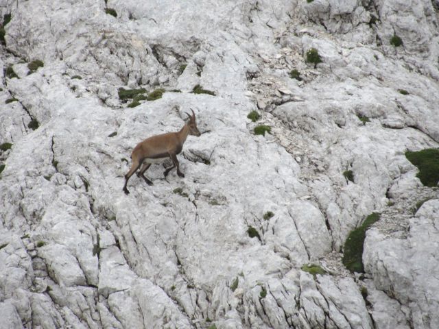 Triglav (avgust 2014) - foto