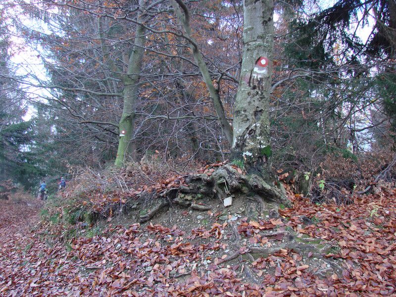 Radvanje-mariborska koca (nov.2014) - foto povečava