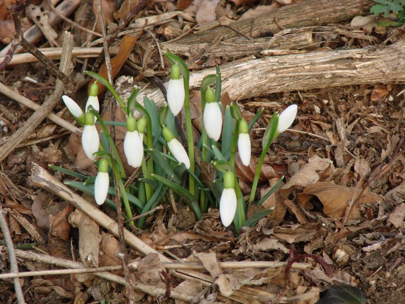 G. Radgona-Apače+ogl.t.(jan.2015) - foto povečava