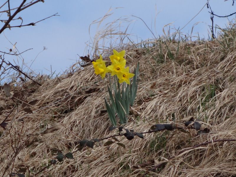 Polhograjsko hribovje (mar.2015) - foto povečava