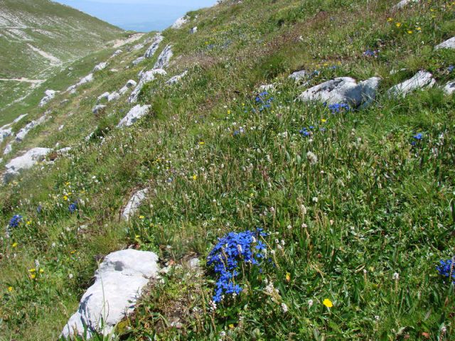 Stol+ogl.tura (jul.2015) - foto