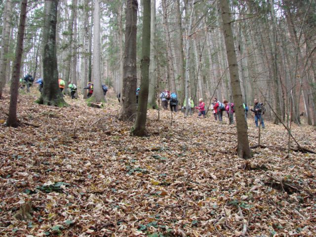 Paski kozjak (nov.2015+ogl.t.) - foto