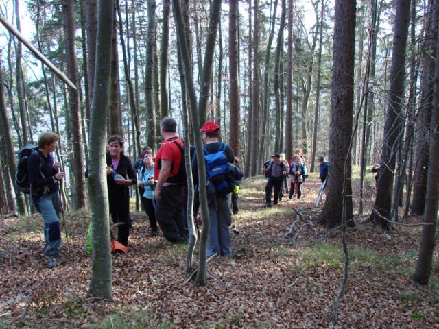 Paski kozjak (nov.2015+ogl.t.) - foto