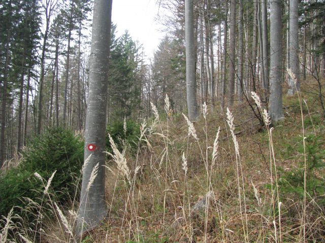 Paski kozjak (nov.2015+ogl.t.) - foto