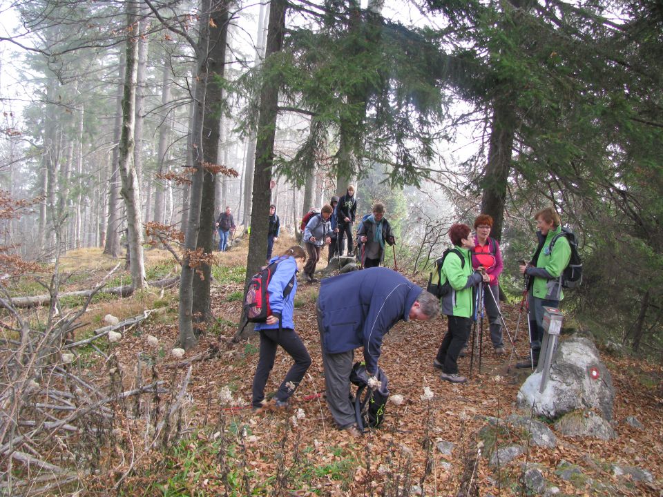 Paski kozjak (nov.2015+ogl.t.) - foto povečava