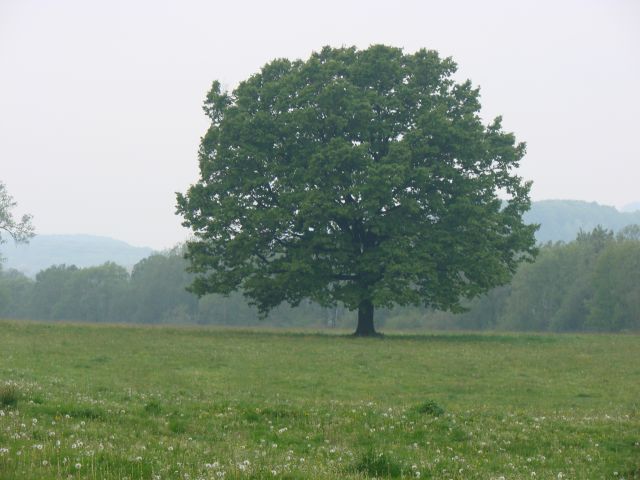 Zavrh 1. majski pohod (maj.2016) - foto