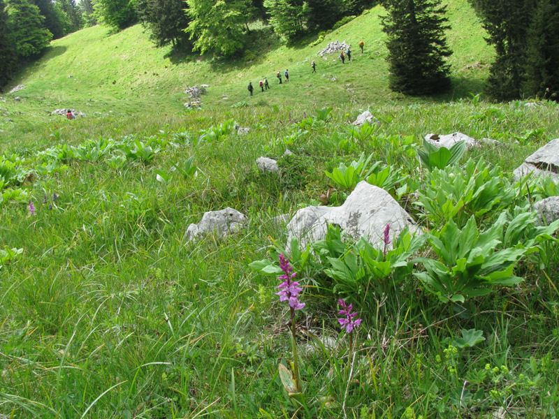 Menina planina (jun.2016) - foto povečava