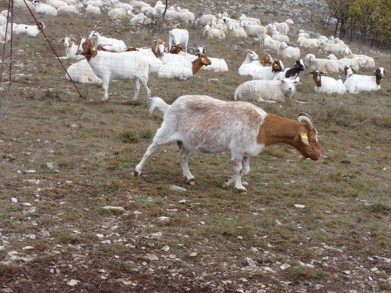 Istra (nov. 2016) - foto povečava