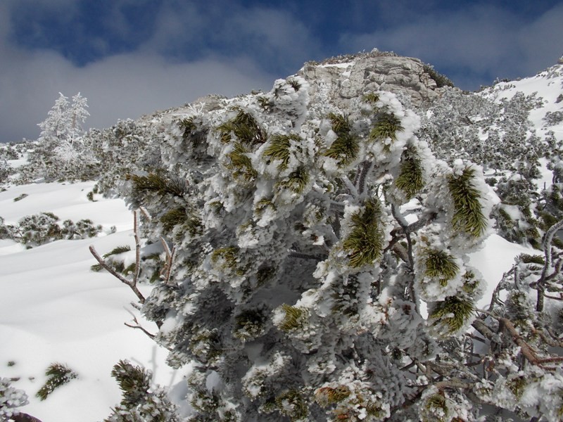 Snežnik (feb.2017 + ogled.t.) - foto povečava