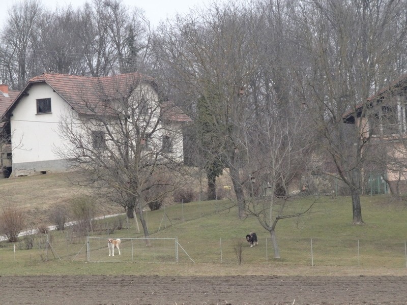 Ljutomer-jeruzalem (feb.2017) - foto povečava