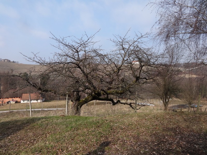 Ljutomer-jeruzalem (feb.2017) - foto povečava