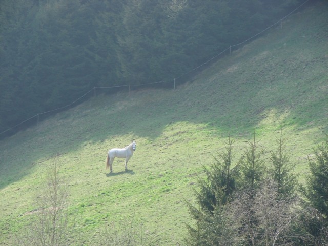 Košenjak (mar.2017 in ogl. t.) - foto