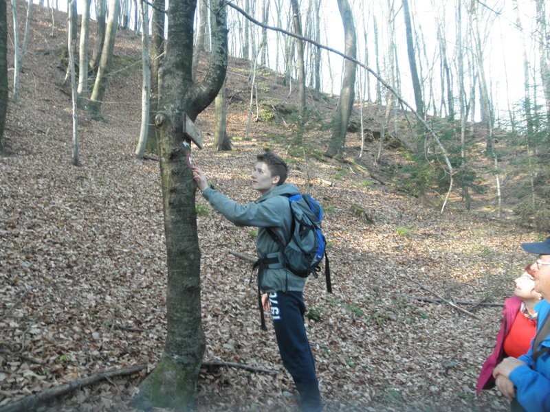 žusem ali špiček (apr.2017) - foto povečava